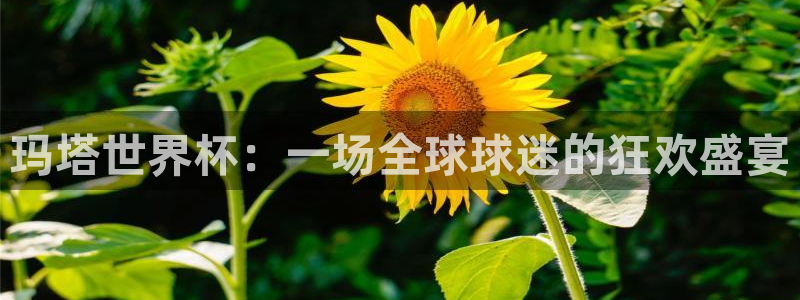 世界杯附加赛赛程表：玛塔世界杯：一场全球球迷的狂欢盛宴